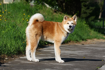 Image showing Akita Inu puppy