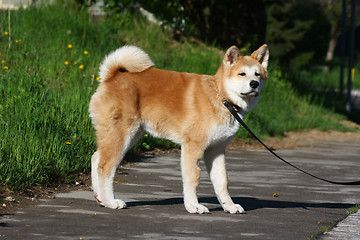 Image showing Akita Inu puppy