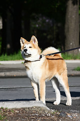 Image showing Akita Inu puppy