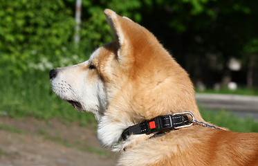 Image showing Akita Inu puppy