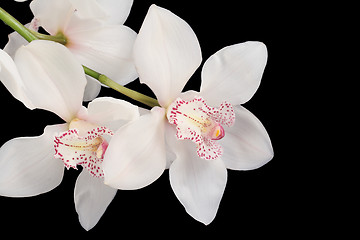 Image showing white orchid