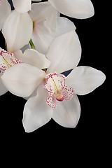 Image showing white orchid