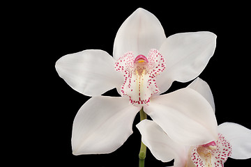 Image showing white orchid