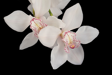 Image showing white orchid