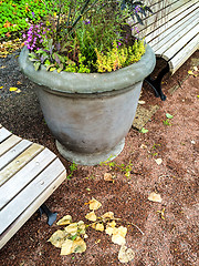 Image showing Vase with plants and flowers in autumn garden