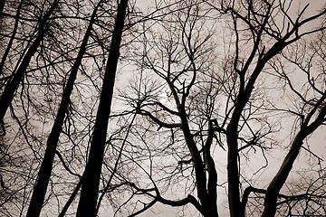 Image showing Bare trees