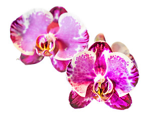 Image showing blossoms of Moth Orchid