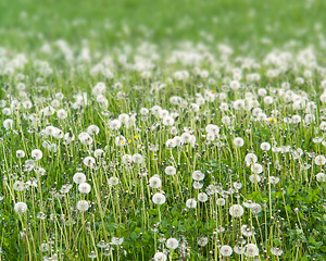 Image showing dandelion meadow