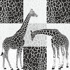 Image showing Giraffes and camouflage fur for wallpaper