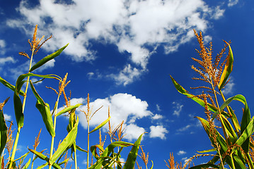 Image showing Corn field