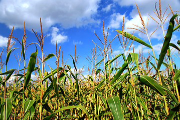 Image showing Corn field