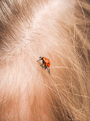 Image showing Ladybird walking in a persons hair with folded wings