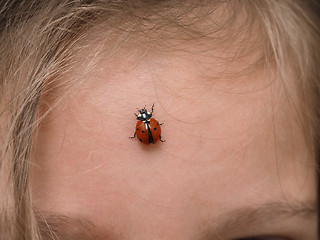 Image showing Closeup of ladybird bug on forehead walking towards hair