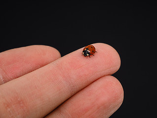 Image showing Ladybird walking on middle finger isolated towards black backgro