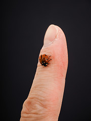 Image showing Ladybird walking downwards on a finger isolated towards black ba