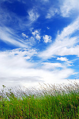 Image showing Grass and sky