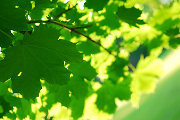 Image showing Green leaves background