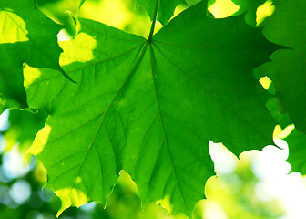 Image showing Green leaves background