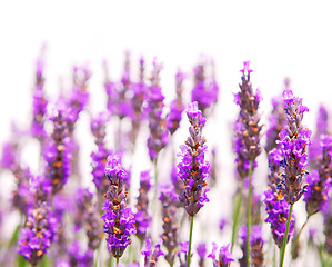 Image showing Lavender background