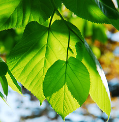 Image showing Green leaves