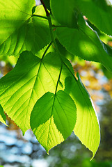 Image showing Green leaves