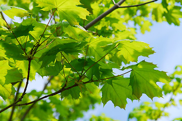 Image showing Green leaves