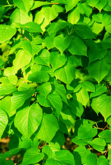 Image showing Green leaves