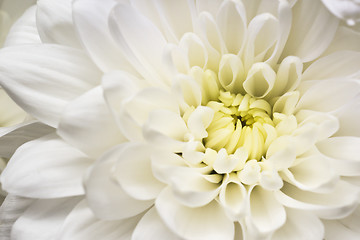 Image showing Beautiful white flower macro