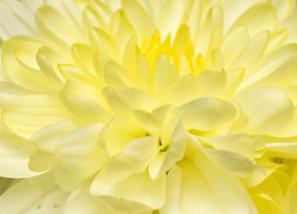 Image showing Beautiful yellow flower macro