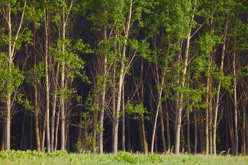 Image showing Forest