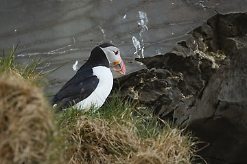 Image showing Puffin on a cliff