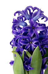 Image showing Purple Hyacinth