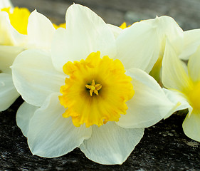 Image showing Daffodils