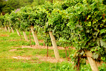 Image showing Vineyard