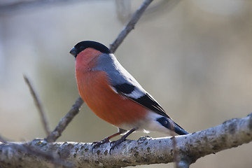 Image showing bullfinch