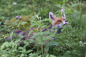 Image showing hunger