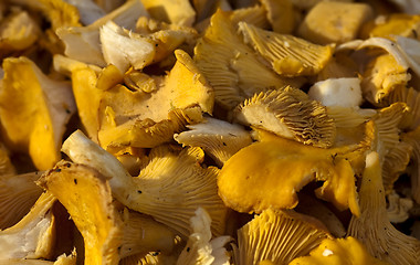 Image showing girolles