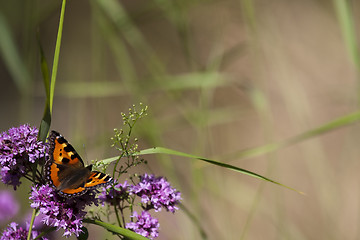 Image showing small tortoiseshell