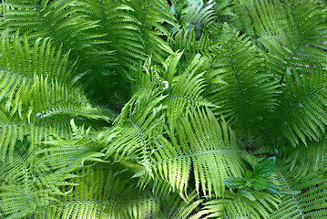 Image showing fern