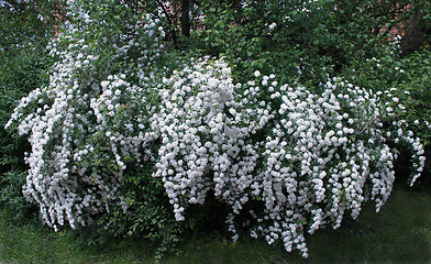 Image showing shrubbery