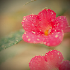 Image showing achimenes flowers