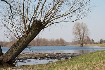 Image showing Tree by the river