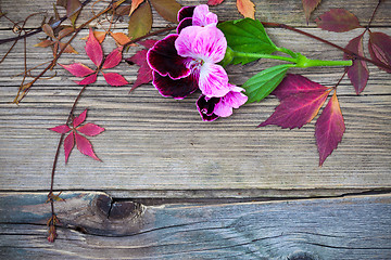 Image showing pelargonium flower and herbarium