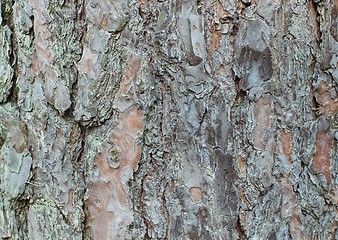 Image showing Pine bark texture