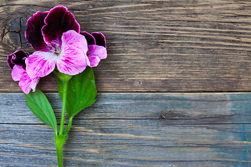 Image showing geranium flower on a background of aged board