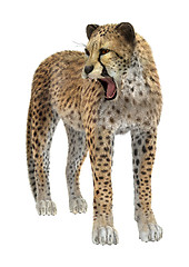 Image showing Cheetah