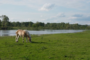 Image showing Horse on meadow