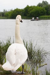 Image showing White swan and boat