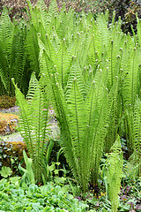 Image showing Shuttlecock Ferns.