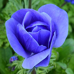 Image showing Blue Anenome.